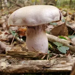 Purple-and-White Deceiver thumbnail 3