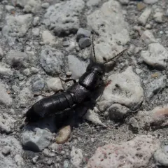 Ocypus nitens thumbnail 4