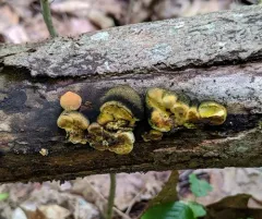 Thuemenella cubispora thumbnail 3