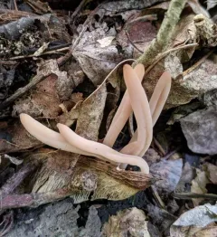 Clavaria rubicundula thumbnail 3
