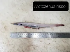 Ribbon Barracudina thumbnail 3