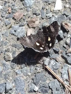 Litocala Moth thumbnail 4