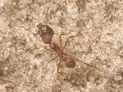 Treat's Collared Ant