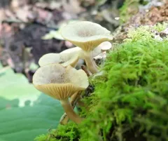 Gray Milkcap thumbnail 3