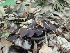 Gymnopus alkalivirens thumbnail 3