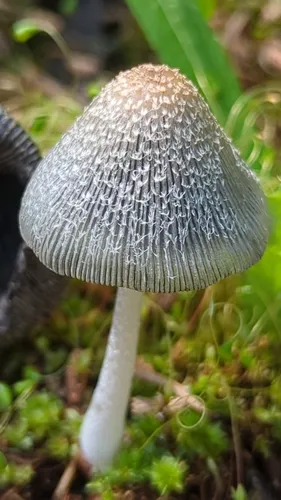 bonfire inkcap