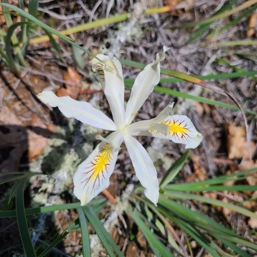 yellowleaf iris