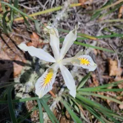 yellowleaf iris thumbnail 1
