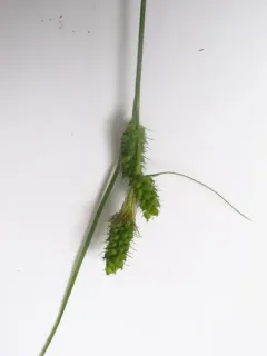 Bush's Sedge thumbnail 3