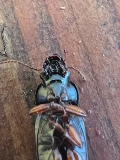 Selenophorus opalinus thumbnail 2