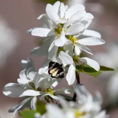 White Annaphila thumbnail 3