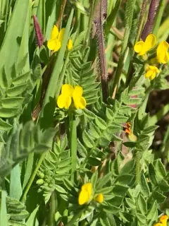 Yellow Serradella thumbnail 1