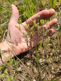 California Hedge Parsley thumbnail 2