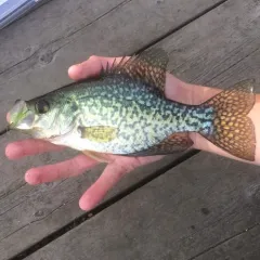 Black Crappie thumbnail 4