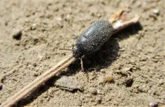 Blapstinus substriatus thumbnail 2