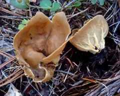 Vinegar Cup thumbnail 4