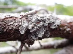 Treepelt Lichen thumbnail 4