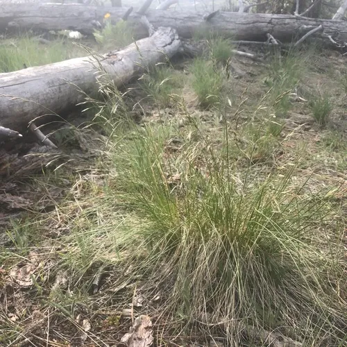 Big Rough Fescue