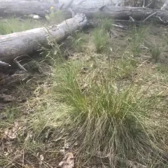 Big Rough Fescue thumbnail 1