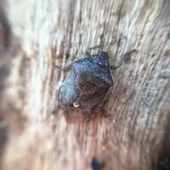Muddy Stink Bug thumbnail 4