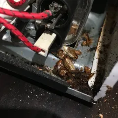 German Cockroach thumbnail 3