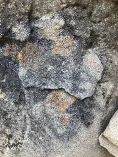 Red Firedot Lichen thumbnail 3