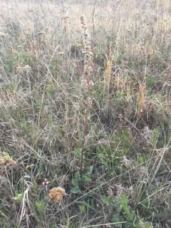 Siberian Wormwood thumbnail 3