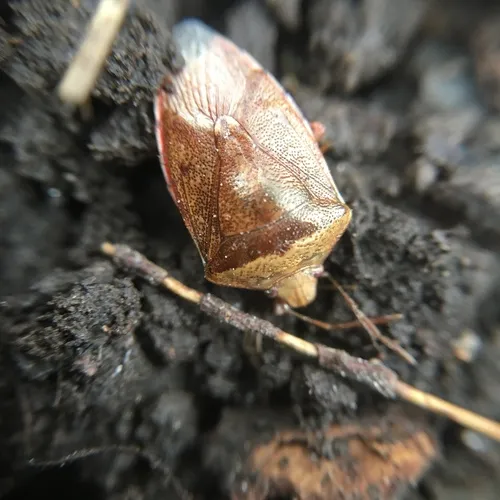Banasa calva