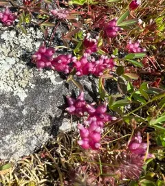 cowbag clover thumbnail 2