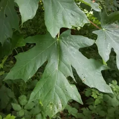 bigleaf maple thumbnail 4
