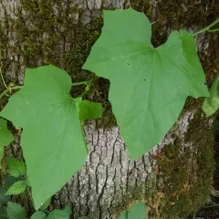 coastal manroot thumbnail 4