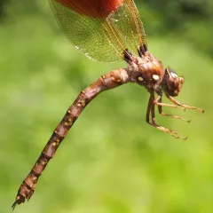 Fawn Darner thumbnail 4