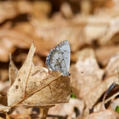 Spring Azure