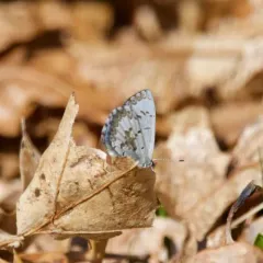 Spring Azure thumbnail 1