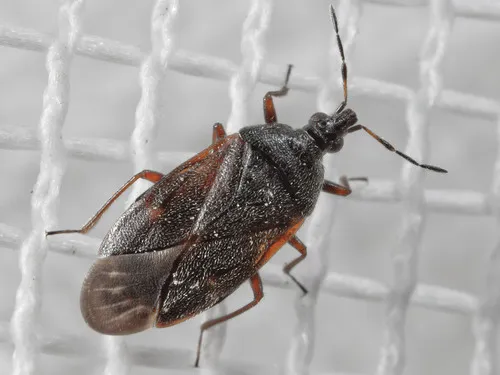 Tetraphleps furvus