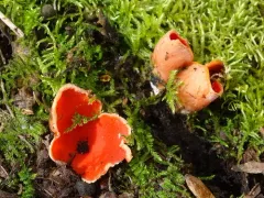 Sarcoscypha dudleyi thumbnail 3