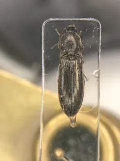 Mendax Click Beetle thumbnail 1