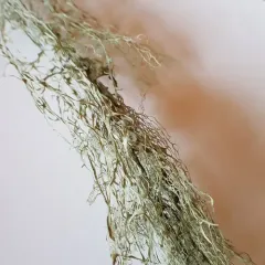 lace lichen thumbnail 1