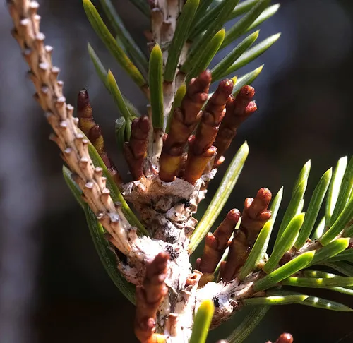 Eastern Dwarf-mistletoe
