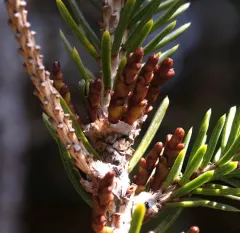 Eastern Dwarf-mistletoe thumbnail 1