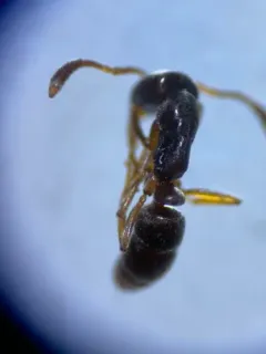 Common Crypt Ant thumbnail 2