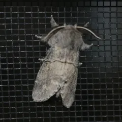 Lintner's Gluphisia Moth thumbnail 3