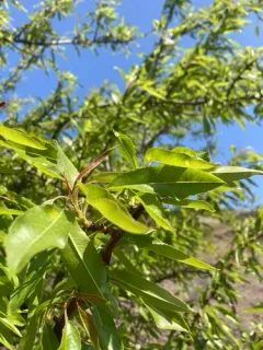 Almond thumbnail 1