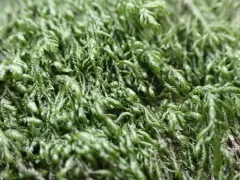 Bryolawtonia vancouveriensis thumbnail 2