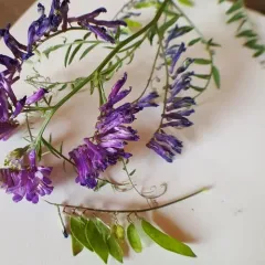 hairy vetch thumbnail 3