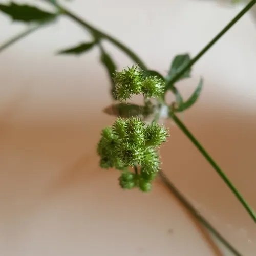 Pacific Sanicle