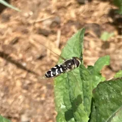 White-bowed Smoothwing thumbnail 2