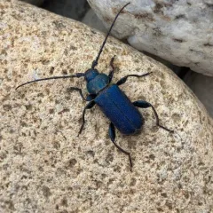 Violet tanbark beetle thumbnail 3