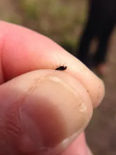 Bembidion siticum thumbnail 4