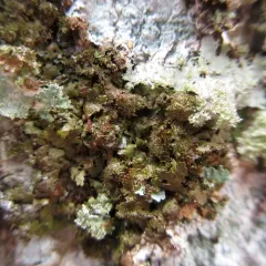 Polished Camouflage Lichen thumbnail 3